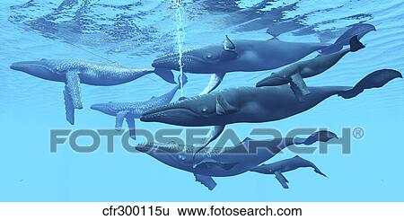 Stock Illustration - A group of humpback whales swimming together.. Fotosearch