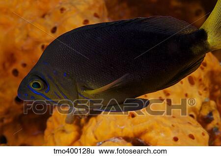 A Hamlet uses a large elephant ear sponge as place to hide. View Large Photo Image Stock Photograph - A Hamlet uses a large elephant ear sponge as place to hide.. Fotosearch
