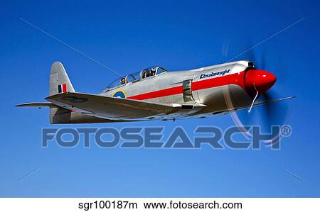A Hawker Sea Fury T. Mk. 20 Dreadnought aircraft in flight. View Large Photo Image Picture - A Hawker Sea Fury T. Mk. 20 Dreadnought aircraft in flight.. Fotosearch