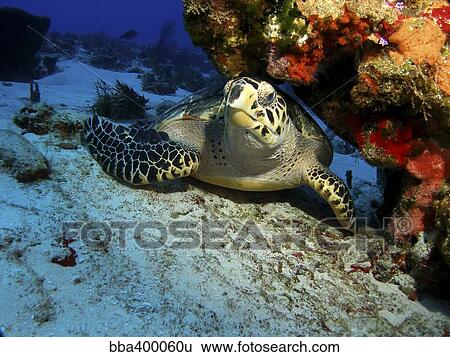 A hawksbill sea turtle resting under a reef in Cozumel, Mexico. View Large Photo Image Stock Photograph - A hawksbill sea turtle resting under a reef in Cozumel, Mexico.. Fotosearch