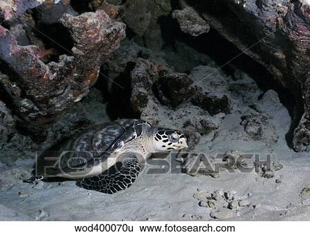 Stock Photograph - A Hawksbill Sea Turtle rests in the sand under a reef ledge.. Fotosearch