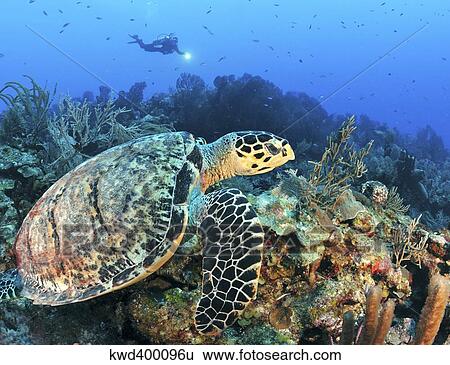 Stock Photograph - A Hawksbill Turtle swims along a caribbean reef.. Fotosearch