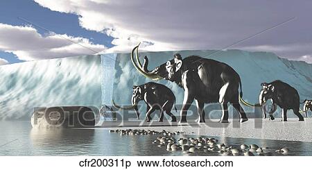 A herd of Woolly Mammoths encounter a huge glacier covering the Arctic territory. View Large Illustration Stock Illustration - A herd of Woolly Mammoths encounter a huge glacier covering the Arctic territory.. Fotosearch