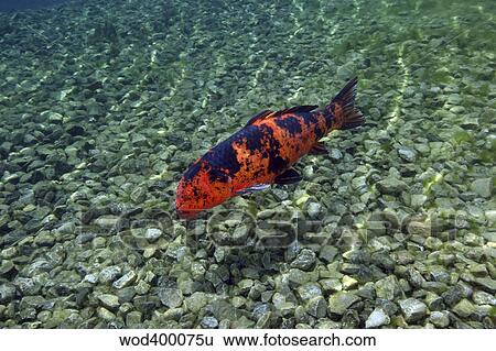 Stock Photograph - A Hi Utsuri koi fish swims over a rocky bottom.. Fotosearch