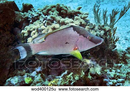 A Hogfish swimming above a coral reef. View Large Photo Image Stock Photograph - A Hogfish swimming above a coral reef.. Fotosearch