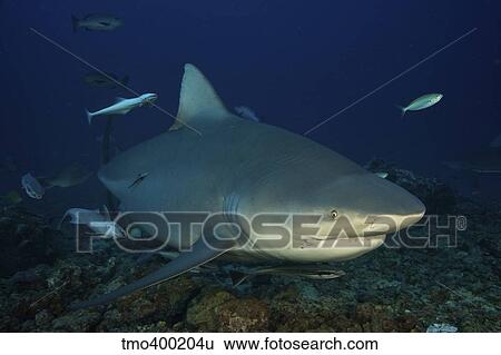 Stock Photograph - A huge bull shark with accompanying remora, Fiji.. Fotosearch