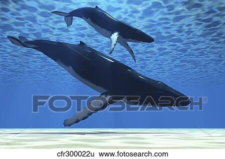Stock Illustration - A humpback mother whale escorts her calf.. Fotosearch