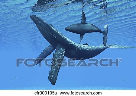 Stock Illustration - A humpback whale calf swims around its mother in the ocean.. Fotosearch