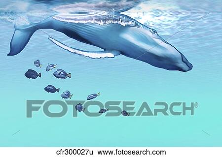 A humpback whale dives into the blue ocean. View Large Illustration Stock Illustration - A humpback whale dives into the blue ocean.. Fotosearch