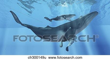 A humpback whale mother and her calf. View Large Illustration Stock Illustration - A humpback whale mother and her calf.. Fotosearch