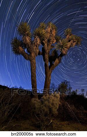 A Joshua tree against a backdrop of star trails, California. View Large Photo Image Stock Photograph - A Joshua tree against a backdrop of star trails, California.. Fotosearch