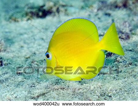 A juvenile Blue Tang searching for food, Key Largo, Florida. View Large Photo Image Stock Photograph - A juvenile Blue Tang searching for food, Key Largo, Florida.. Fotosearch