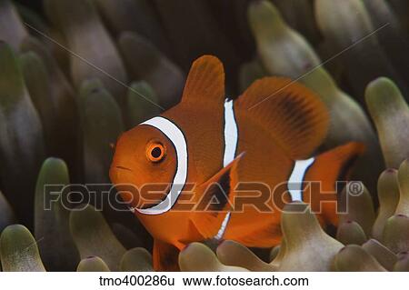 Stock Photograph - A juvenile Spine Cheek clownfish in its host anemone, Papua New Guinea.. Fotosearch