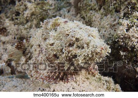 Stock Photograph - A Juvenile Spotted Scorpionfish camouflaged to its surroundings.. Fotosearch