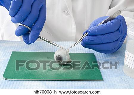 A laboratory scientist prepares a human eye for research. View Large Photo Image Stock Image - A laboratory scientist prepares a human eye for research.. Fotosearch