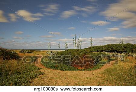 A landscape of agave trees under a full moon, Miramar, Argentina. View Large Photo Image Stock Photograph - A landscape of agave trees under a full moon, Miramar, Argentina.. Fotosearch