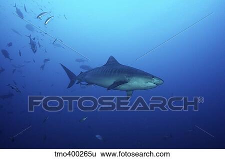 A large 10 foot Tiger Shark swims into the feeding zone, Fiji. View Large Photo Image Stock Photograph - A large 10 foot Tiger Shark swims into the feeding zone, Fiji.. Fotosearch