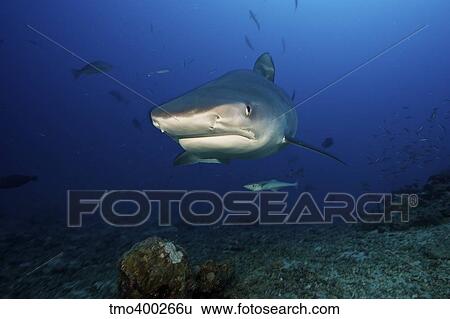 A large 10 foot Tiger Shark swims into the feeding zone, Fiji. View Large Photo Image Stock Photograph - A large 10 foot Tiger Shark swims into the feeding zone, Fiji.. Fotosearch