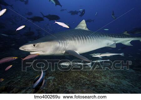 A large 10 foot Tiger Shark swims into the feeding zone, Fiji. View Large Photo Image Stock Photograph - A large 10 foot Tiger Shark swims into the feeding zone, Fiji.. Fotosearch