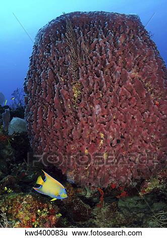 Stock Photograph - A large barrel sponge with Queen Angelfish on Caribbean reef.. Fotosearch
