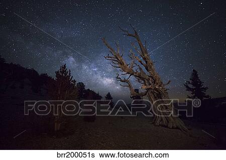 A large bristlecone pine in the Patriarch Grove bears witness to the rising Milky Way. View Large Photo Image Stock Photograph - A large bristlecone pine in the Patriarch Grove bears witness to the rising Milky Way.. Fotosearch
