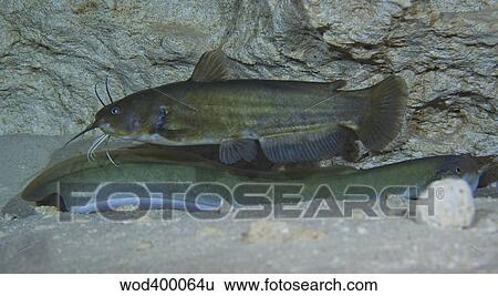 A large Brown Bullhead catfish boldly swims over the top of an American Eel. View Large Photo Image Stock Photograph - A large Brown Bullhead catfish boldly swims over the top of an American Eel.. Fotosearch