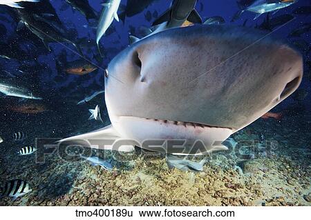 A large bull shark bumps the photographers camera, Fiji. View Large Photo Image Stock Photograph - A large bull shark bumps the photographers camera, Fiji.. Fotosearch