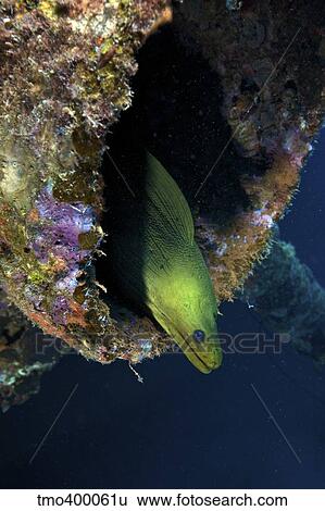 A large Green Moray eel within the Hilma Hooker shipwreck. View Large Photo Image Stock Photograph - A large Green Moray eel within the Hilma Hooker shipwreck.. Fotosearch