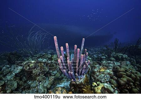 A large group of purple tube sponge sits high on the reef. View Large Photo Image Stock Photograph - A large group of purple tube sponge sits high on the reef.. Fotosearch
