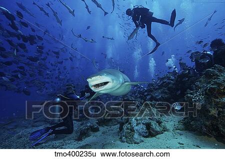 A large Lemon Shark gulps down a large tuna head in front of a crowd of divers, Fiji. View Large Photo Image Stock Photograph - A large Lemon Shark gulps down a large tuna head in front of a crowd of divers, Fiji.. Fotosearch