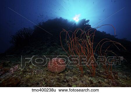 Stock Photograph - A large Pin-Cushion Sea Star beside some sea whips on a deep reef off the coast of Fiji.. Fotosearch