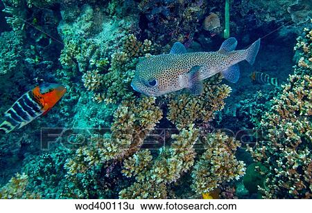 A large Porcupinefish meets with a Redbreasted Wrasse on a coral reef, Fiji. View Large Photo Image Stock Photograph - A large Porcupinefish meets with a Redbreasted Wrasse on a coral reef, Fiji.. Fotosearch