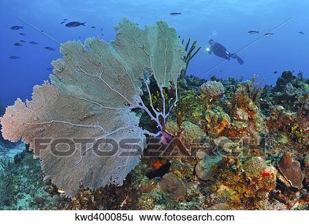 Stock Photograph - A large purple sea fan on Caribbean reef.. Fotosearch
