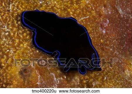 A large Sapphire flatworm on coral, Fiji. View Large Photo Image Stock Photograph - A large Sapphire flatworm on coral, Fiji.. Fotosearch