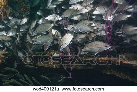 A large school of Tomtate inside the shipwreck Liberty, Panama City, Florida. View Large Photo Image Stock Photograph - A large school of Tomtate inside the shipwreck Liberty, Panama City, Florida.. Fotosearch