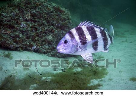 Stock Photograph - A large Sheepshead ruising the bottom of a rock jetty.. Fotosearch
