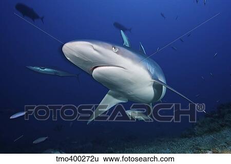A large silvertip shark, Fiji. View Large Photo Image Stock Photograph - A large silvertip shark, Fiji.. Fotosearch