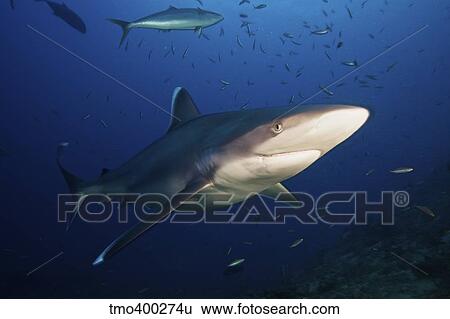 A large silvertip shark, Fiji. View Large Photo Image Stock Photograph - A large silvertip shark, Fiji.. Fotosearch