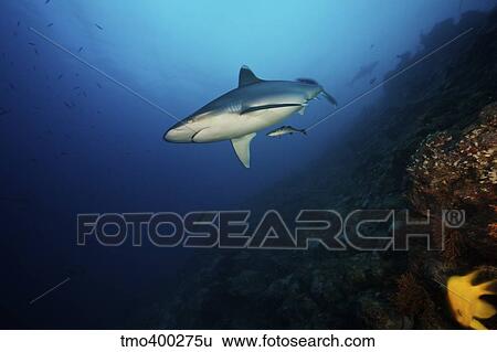 A large silvertip shark on a deep reef in Fiji. View Large Photo Image Stock Photograph - A large silvertip shark on a deep reef in Fiji.. Fotosearch
