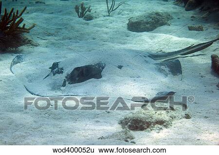 Stock Photograph - A large Southern Stingray covered in sand, Key Largo, Florida.. Fotosearch