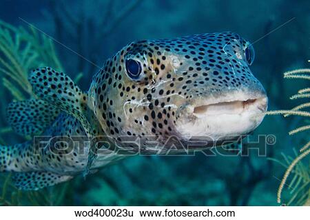 Stock Photograph - A large spotted pufferfish.. Fotosearch