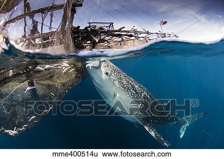 A large whale shark siphoning water from under a bagan in Indonesia. View Large Photo Image Stock Photograph - A large whale shark siphoning water from under a bagan in Indonesia.. Fotosearch