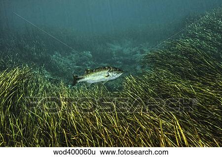 A Largemouth Bass swims amonst Strap-leaf sagittaria on the river bottom. View Large Photo Image Stock Photograph - A Largemouth Bass swims amonst Strap-leaf sagittaria on the river bottom.. Fotosearch