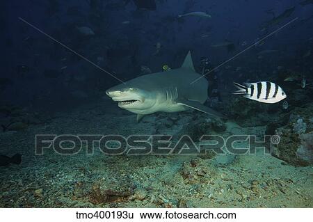A Lemon Shark gulps down a large tuna head in front of a crowd of divers, Fiji. View Large Photo Image Stock Photograph - A Lemon Shark gulps down a large tuna head in front of a crowd of divers, Fiji.. Fotosearch