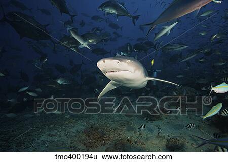 Stock Photograph - A Lemon Shark swims through a large school of reef fish, Fiji.. Fotosearch