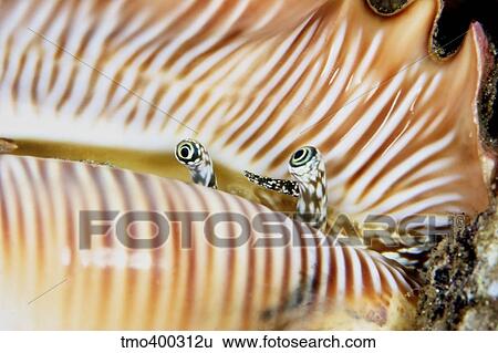 Stock Photograph - A live conch shellfish looks out of its shell, Papua New Guinea.. Fotosearch