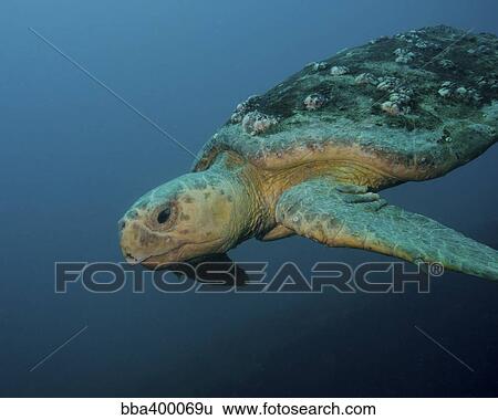 A loggerhead sea turtle off the coast of North Carolina. View Large Photo Image Stock Photograph - A loggerhead sea turtle off the coast of North Carolina.. Fotosearch