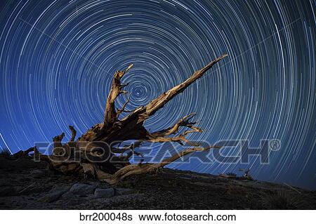 A lone bristlecone pine in the White Mountains of California. View Large Photo Image Stock Photograph - A lone bristlecone pine in the White Mountains of California.. Fotosearch
