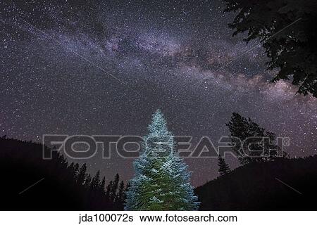 A lone lit pine tree glows under the arch of the Milky Way. View Large Photo Image Stock Photograph - A lone lit pine tree glows under the arch of the Milky Way.. Fotosearch