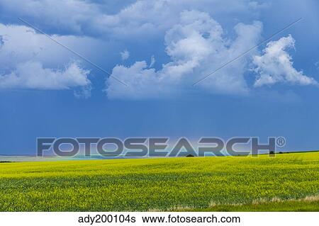 A low altitude rainbow visible over the yellow canola field, Gleichen, Alberta, Canada. View Large Photo Image Stock Photograph - A low altitude rainbow visible over the yellow canola field, Gleichen, Alberta, Canada.. Fotosearch